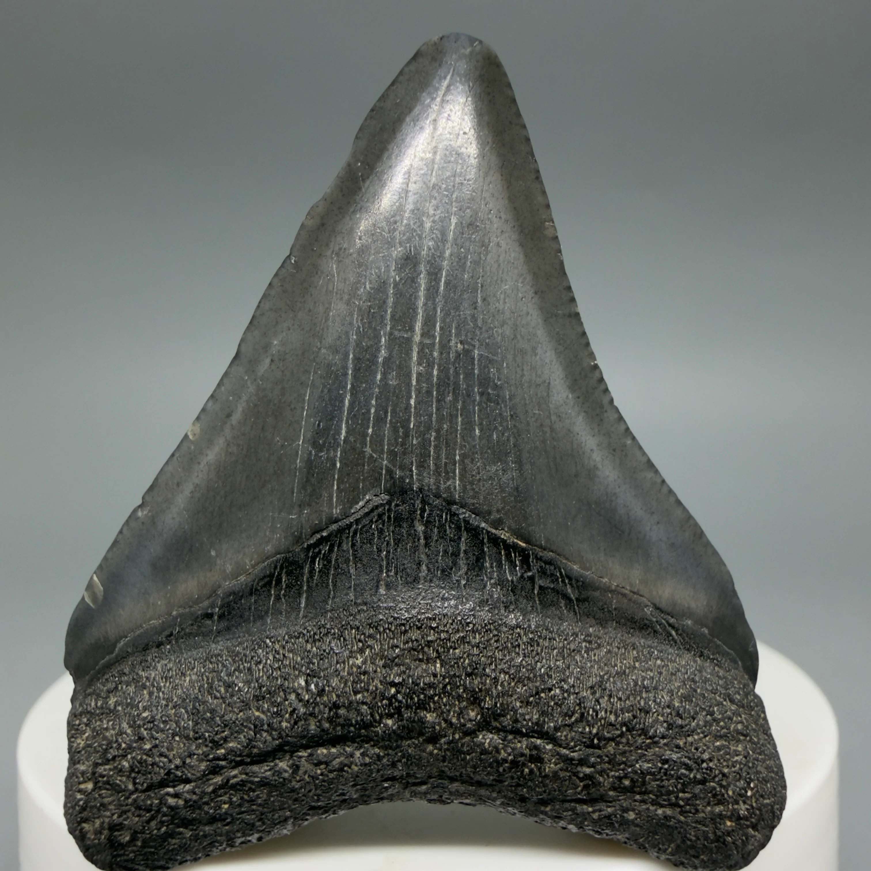 Megalodon Shark Teeth