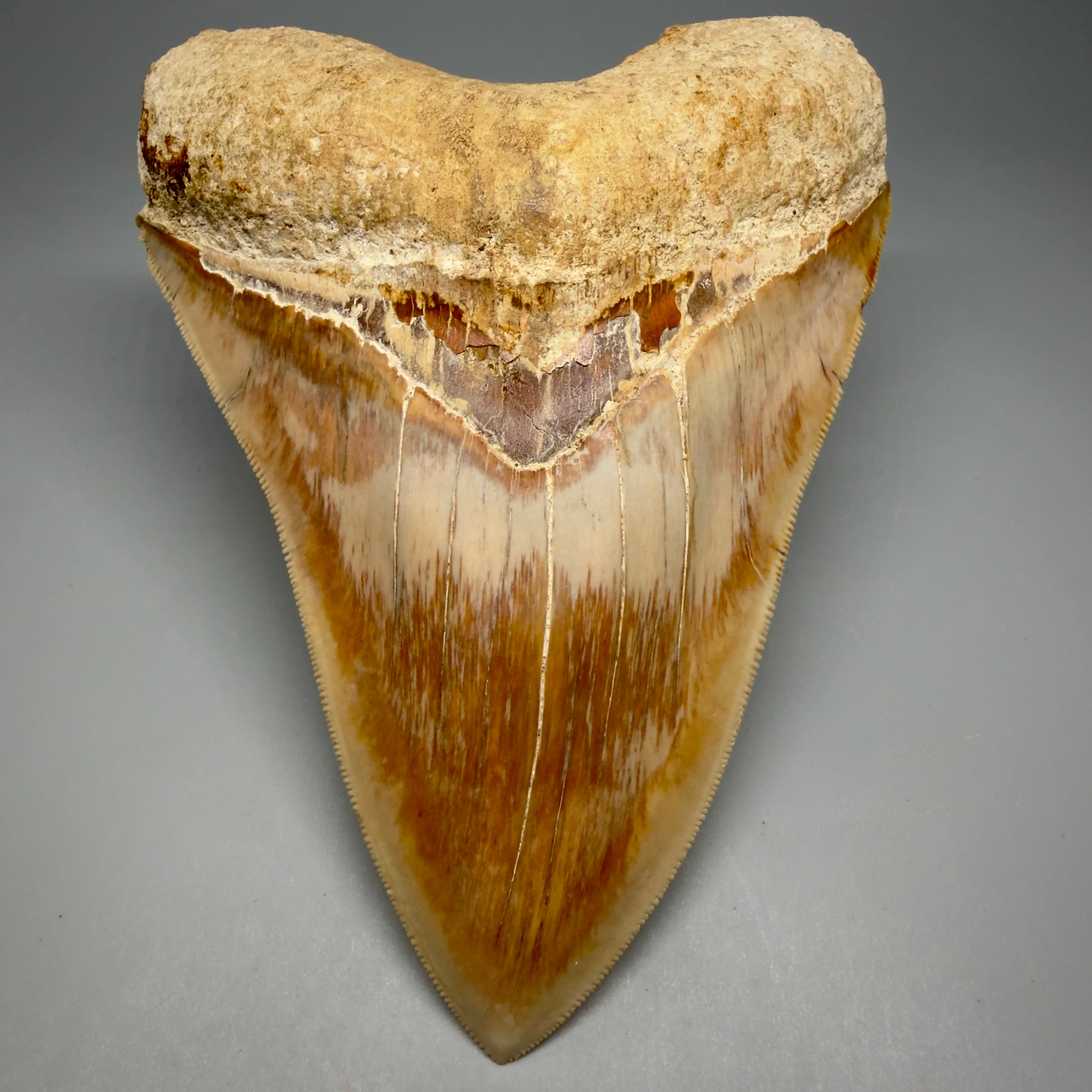 Collector's Quality Megalodon Shark Teeth